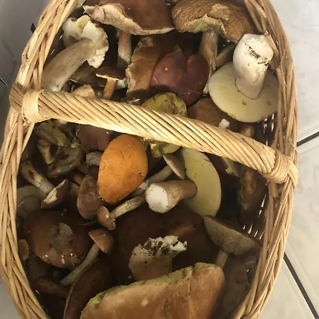 Dom wakacyjny Holenderka Artur