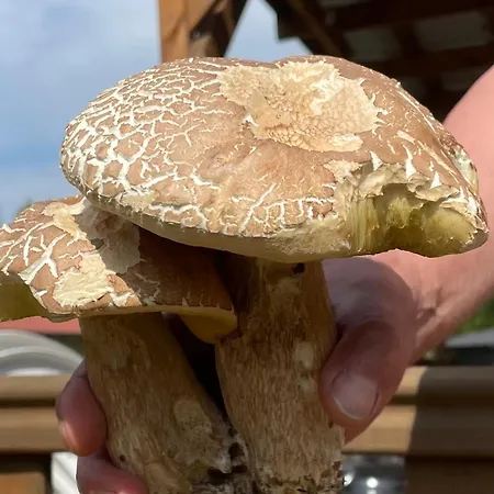 Holenderka Artur بيت للعطل *