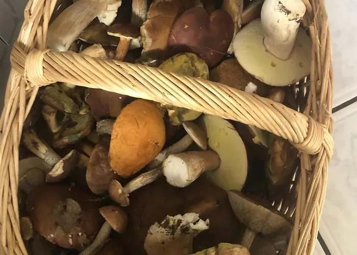 Dom wakacyjny Holenderka Artur