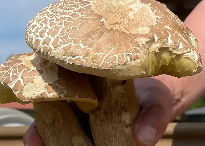 Holenderka Artur Dom wakacyjny *